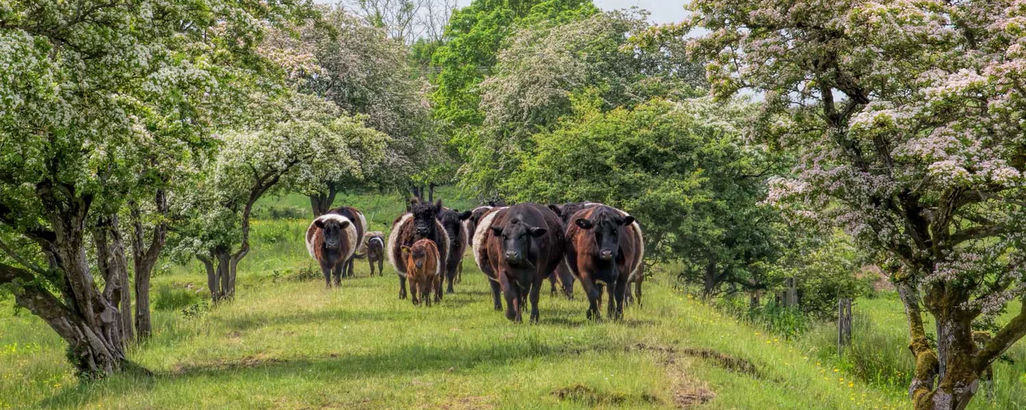 Masterful Butchery, Yorkshire Heritage
